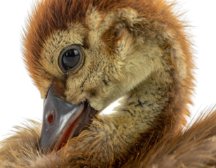 A close-up of a young bird showcasing detailed feathers and eye, highlighting its unique texture and appearance against a black background.