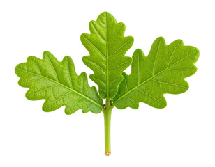 Fototapeta premium A close-up of vibrant green oak leaves showcasing their distinct lobed shapes and textured surfaces.