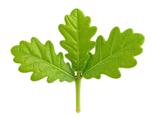 A close-up of vibrant green oak leaves showcasing their distinct lobed shapes and textured surfaces.