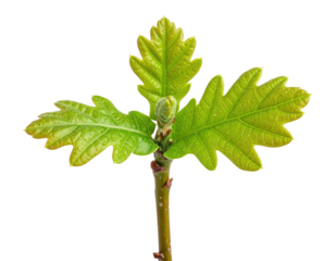 A vibrant green sprig featuring multiple lobed leaves and a budding flower, showcasing the freshness of new growth.