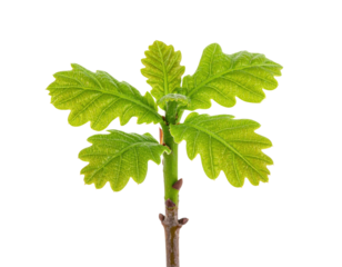 A vibrant green fig leaf with distinct lobes showcasing its texture and structure.