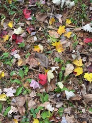 fallen autumn leaves