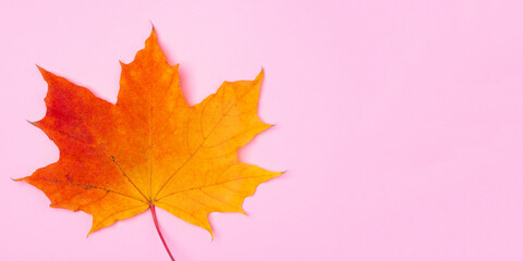 Fototapeta premium Bright orange autumn maple leaf on pink background