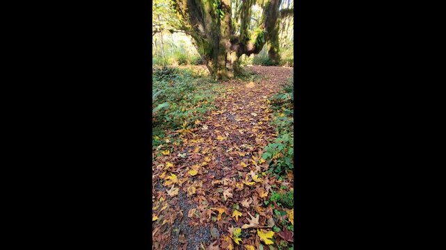 4K smooth stabilized walking footage through Maple Glade Rain Forest Trail in Olympic National Park, USA, showing lush green moss, ferns, and autumn leaves covering the forest path during fall season