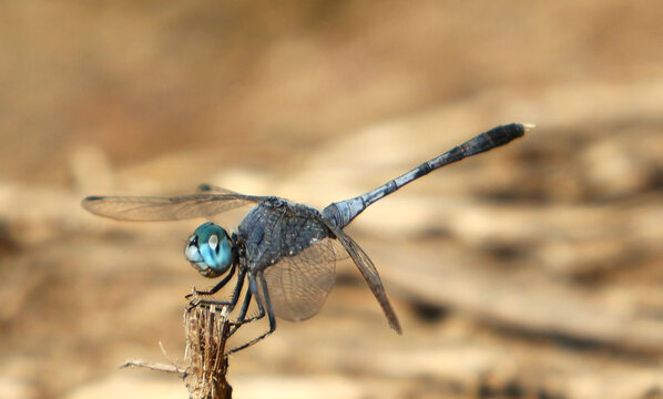 blue dragonfly on a twig