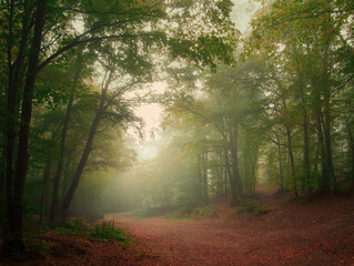 Obraz premium Creepy mysterious green foggy forest during autumn day with forest road and green foliage
