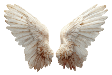 Pair of cream & beige wings, spread with detailed feathers