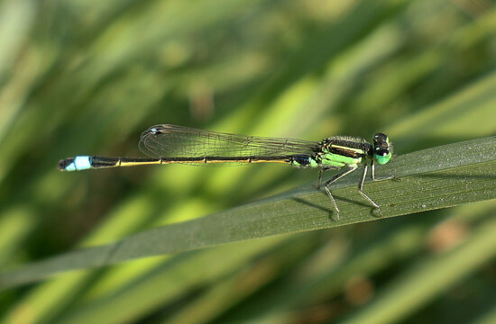 selective image of a beautiful blue damselfly on a leaf with green background at day time. This insect also known as Rambur's forktail