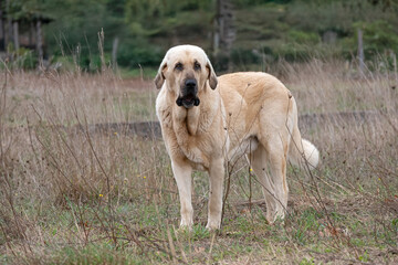 Portrait of an elegant and enormous Spanish Mastiff dog, a sheepdog