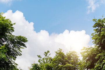 Obraz premium Looking up at the treetop and sky