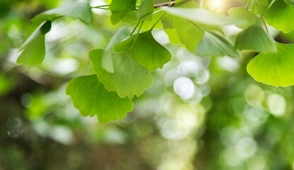 Background of ginkgo tree leaves