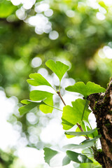 Background of ginkgo tree leaves