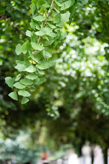 Obraz premium Background of ginkgo leaves and fruits