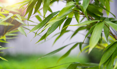 Obraz premium Background of green bamboo leaves