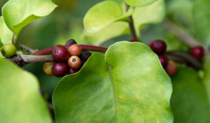 Green and red coffee beans on the tree