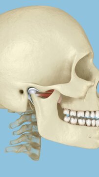 TMJ: The temporomandibular joints. Healthy occlusion anatomy. 3D animation of human teeth and dentures
