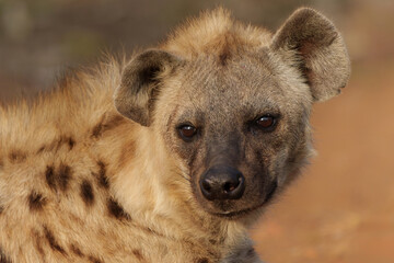 Spotted Hyena (Crocuta crocuta), also known as the laughing hyena, hanging around in Kruger National Park in South Africa