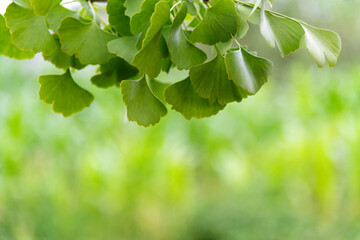 Background of ginkgo tree leaves