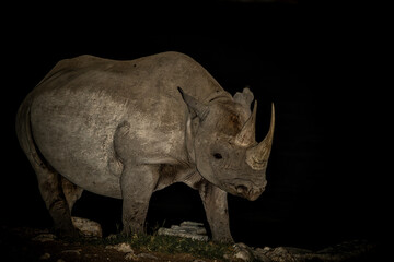 Obraz premium Black rhinoceros, black rhino or hook-lipped rhinoceros (Diceros bicornis) in the night. Black rhino visiting the Okaukuejo waterhole in the night in Etosha National Park in Namibia