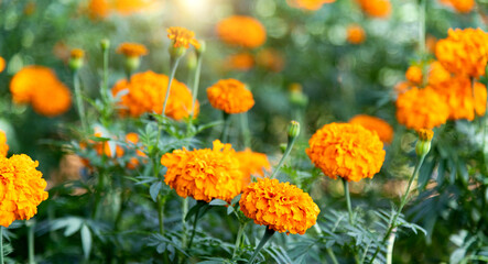 Marigold flowers blossom in the garden
