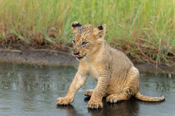 Lion cubs in the rain. these very young lion cubs are walking with mum in Kruger National Park in South Africa   