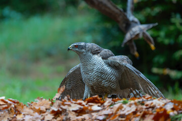 Northern goshawk (accipiter gentilis) protecting his food against a buzzard in the forest of Noord Brabant in the Netherlands