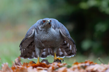 Northern goshawk (accipiter gentilis) protecting his food against a buzzard in the forest of Noord Brabant in the Netherlands
