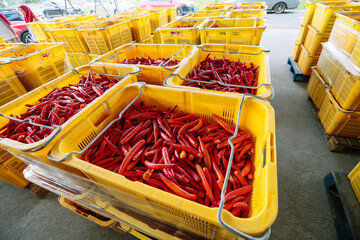 Fresh Red Chili Harvest in Yellow Crates at Agricultural Collection Center