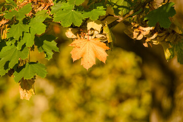 Close-up of a single orange autumn leaf surrounded by green maple leaves, illuminated by warm sunlight