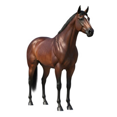 Obraz premium Elegant brown horse standing gracefully, a strong and healthy equine animal isolated on a black background.