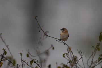 A vibrant, small  Scaly breasted Munia perched on a thin, dry, bare branch. The background is a muted, pale and blurred color