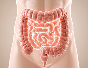 Exploring the Human Gut: From Digestion to Disease