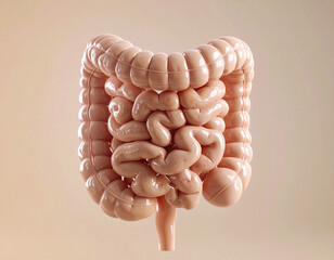 Exploring the Human Gut: From Digestion to Disease