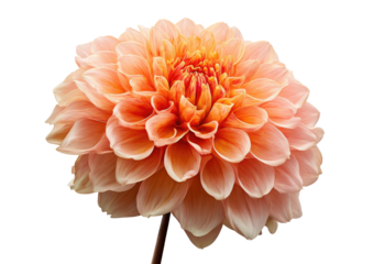 Peach dahlia bloom with layered petals on black background