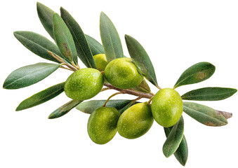 Green olives cling to twig, leaves abound