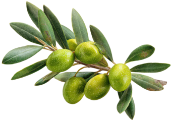 Green olives cling to twig, leaves abound