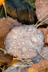 autumn leaves with water drops close up