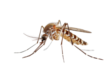 Mosquito closeup striped legs, slender body on black