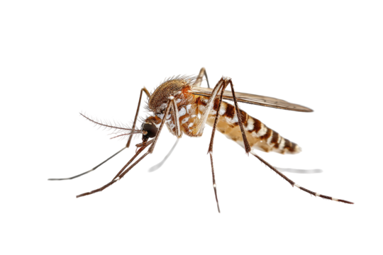 Mosquito closeup striped legs, slender body on black