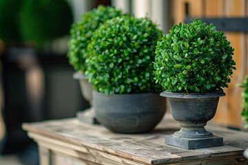 Potted topiary shrubs decorating a rustic wooden table