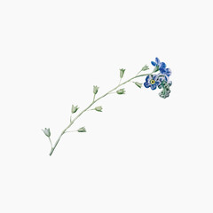 Blue flower vintage illustration collage element vector