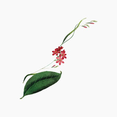 Red flower collage element vector