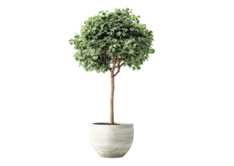 Potted tree with rounded leaves in gray pot