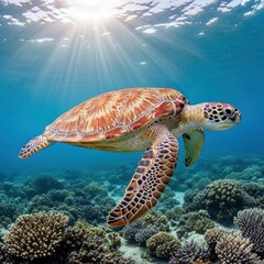 Obraz premium Graceful green sea turtle glides through sunlit waters above a vibrant coral reef.