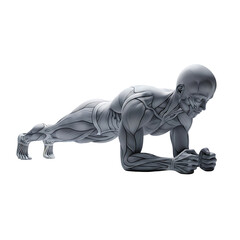 3d icon of anatomical model in plank position isolated on white background, showing muscles