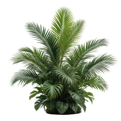 Lush, green tropical plant with many vibrant, layered leaves