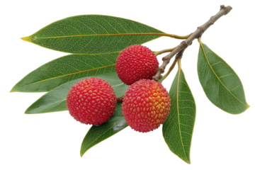 Textured red fruits on branch with bright green leaves