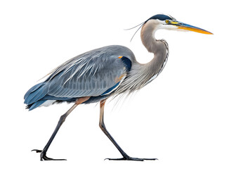 Fototapeta premium Graceful Great Blue Heron Wildlife Portrait