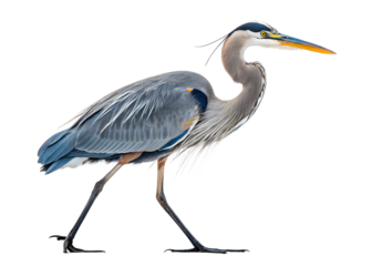 Graceful Great Blue Heron Wildlife Portrait