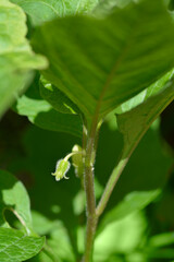 Bladder cherry flower bud - Latin name - Physalis alkekengi
